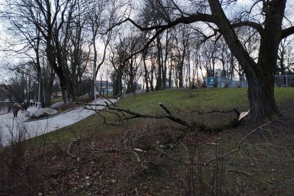 Столбы, деревья, указатели: последствия шторма в Калининграде (фото) Столбы, деревья, указатели: последствия шторма в Калининграде (фото)