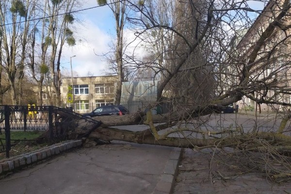 Столбы, деревья, указатели: последствия шторма в Калининграде (фото) Столбы, деревья, указатели: последствия шторма в Калининграде (фото)