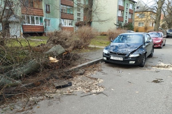 Столбы, деревья, указатели: последствия шторма в Калининграде (фото) Столбы, деревья, указатели: последствия шторма в Калининграде (фото)