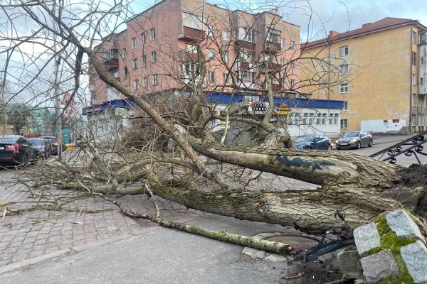 Столбы, деревья, указатели: последствия шторма в Калининграде (фото) Столбы, деревья, указатели: последствия шторма в Калининграде (фото)