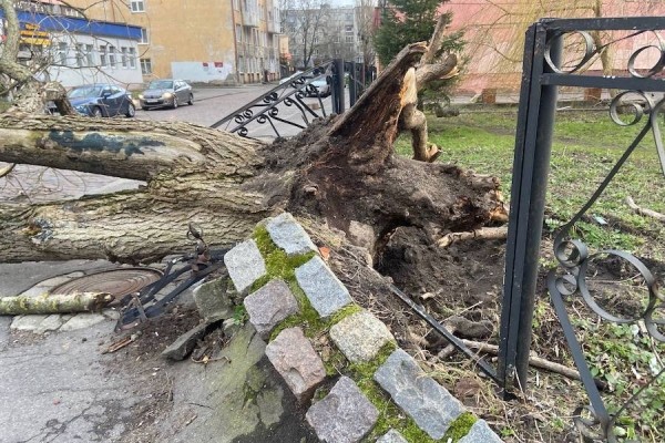Столбы, деревья, указатели: последствия шторма в Калининграде (фото) Столбы, деревья, указатели: последствия шторма в Калининграде (фото)