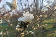
						В Ботаническом саду Калининграда расцвели магнолии (фото)			Избранное								