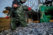 Алиханов показал, как добывают салаку в Калининградском заливе (фото)
Алиханов показал, как добывают салаку в Калининградском заливе (фото)