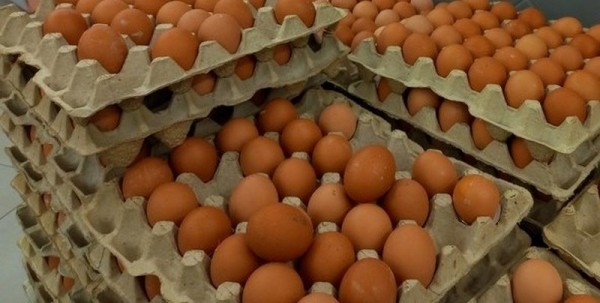 Калининградские производители перешли на яйца из Германии Калининградские производители перешли на яйца из Германии