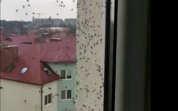 В Зеленоградске началось нашествие мух В Зеленоградске началось нашествие мух