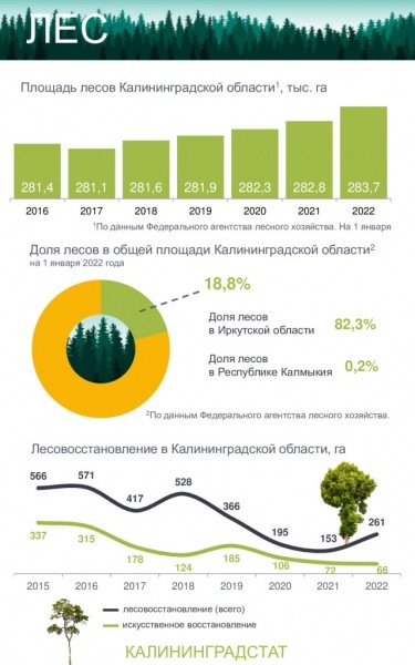 Калининградстат: За 7 лет объем лесовосстановления в Калининградской области упал на 54 %