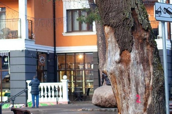 В Светлогорске срубят два знаковых дерева-старожила