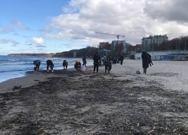 В Пионерском произошёл массовый выброс янтаря на пляж В Пионерском произошёл массовый выброс янтаря на пляж