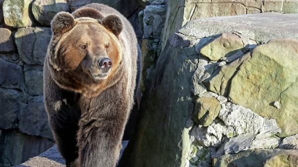 В калининградском зоопарке накануне наступления весны медведь Фима вышел из спячки