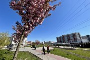 
						&laquo;Под розовым куполом&raquo;: возле дворца спорта &laquo;Янтарный&raquo; в Калининграде зацвела аллея сакур (фото)											