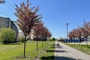 
						&laquo;Под розовым куполом&raquo;: возле дворца спорта &laquo;Янтарный&raquo; в Калининграде зацвела аллея сакур (фото)											