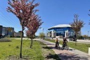 
						&laquo;Под розовым куполом&raquo;: возле дворца спорта &laquo;Янтарный&raquo; в Калининграде зацвела аллея сакур (фото)											