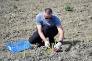 Фермеры начали собирать урожай спаржи в Калининградской области (фото)
Фермеры начали собирать урожай спаржи в Калининградской области (фото)