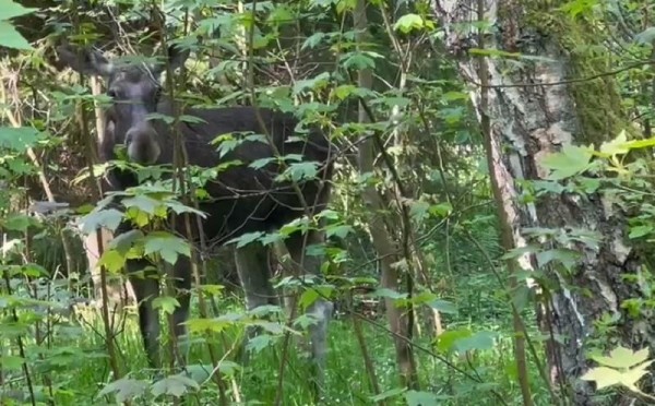 На Куршской косе лось вышел к людям поесть На Куршской косе лось вышел к людям поесть