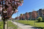 
						&laquo;Под розовым куполом&raquo;: возле дворца спорта &laquo;Янтарный&raquo; в Калининграде зацвела аллея сакур (фото)											