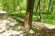 
						&laquo;Канавы вдоль дорожек&raquo;: в Калининграде начали благоустройство Макс-Ашманн-парка (фото)											