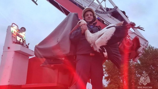 В Калининграде сотрудники МЧС спасли аиста, застрявшего в опоре освещения