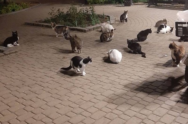 Котошеф Зеленоградска показала ночной дозор голодных котов