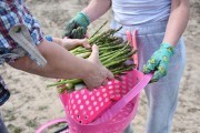 Фермеры начали собирать урожай спаржи в Калининградской области (фото)
Фермеры начали собирать урожай спаржи в Калининградской области (фото)