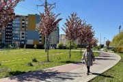 
						&laquo;Под розовым куполом&raquo;: возле дворца спорта &laquo;Янтарный&raquo; в Калининграде зацвела аллея сакур (фото)											