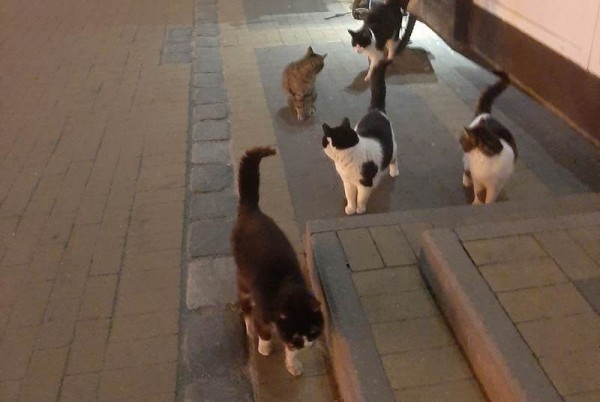 Котошеф Зеленоградска показала ночной дозор голодных котов