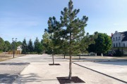 
						&laquo;Разноцветная брусчатка и озеленение&raquo;: в Железнодорожном завершают ремонт центральной площади (фото)											
