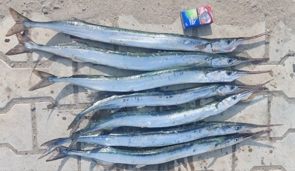 В Калининградской области люди на море толпами ловят саргана В Калининградской области люди на море толпами ловят саргана