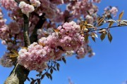 
						&laquo;Под розовым куполом&raquo;: возле дворца спорта &laquo;Янтарный&raquo; в Калининграде зацвела аллея сакур (фото)											