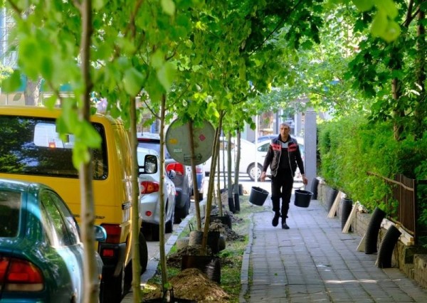 В Калининграде в 2023 году хотят высадить деревьев и кустарников на 12 млн В Калининграде в 2023 году хотят высадить деревьев и кустарников на 12 млн
