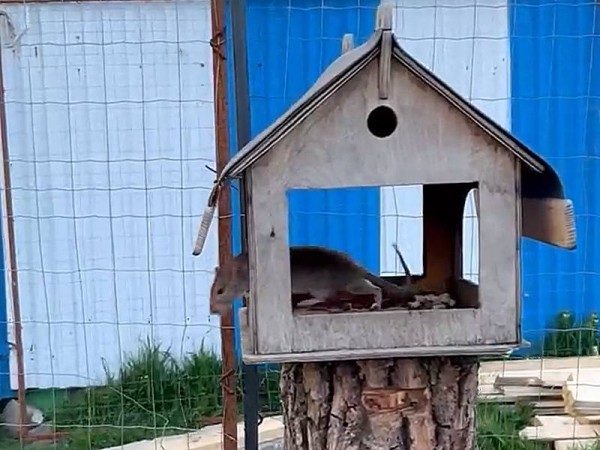 В парке Макса Ашманна поселилась крыса вместо белочки В парке Макса Ашманна поселилась крыса вместо белочки