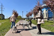 
						&laquo;Под розовым куполом&raquo;: возле дворца спорта &laquo;Янтарный&raquo; в Калининграде зацвела аллея сакур (фото)											