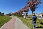 
						&laquo;Под розовым куполом&raquo;: возле дворца спорта &laquo;Янтарный&raquo; в Калининграде зацвела аллея сакур (фото)											