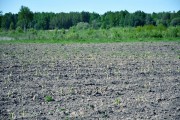 Фермеры начали собирать урожай спаржи в Калининградской области (фото)
Фермеры начали собирать урожай спаржи в Калининградской области (фото)