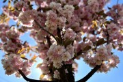
						&laquo;Под розовым куполом&raquo;: возле дворца спорта &laquo;Янтарный&raquo; в Калининграде зацвела аллея сакур (фото)											