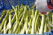Фермеры начали собирать урожай спаржи в Калининградской области (фото)
Фермеры начали собирать урожай спаржи в Калининградской области (фото)