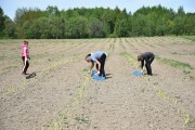 Фермеры начали собирать урожай спаржи в Калининградской области (фото)
Фермеры начали собирать урожай спаржи в Калининградской области (фото)