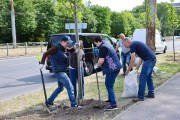 На Московском проспекте и набережной Трибуца высадили липы и вязы (фото)
На Московском проспекте и набережной Трибуца высадили липы и вязы (фото)