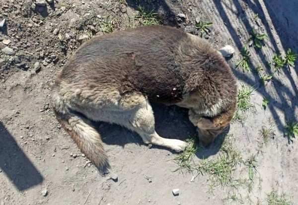 Жестокий наезд на собаку-инвалида потряс жителей Калининграда Жестокий наезд на собаку-инвалида потряс жителей Калининграда