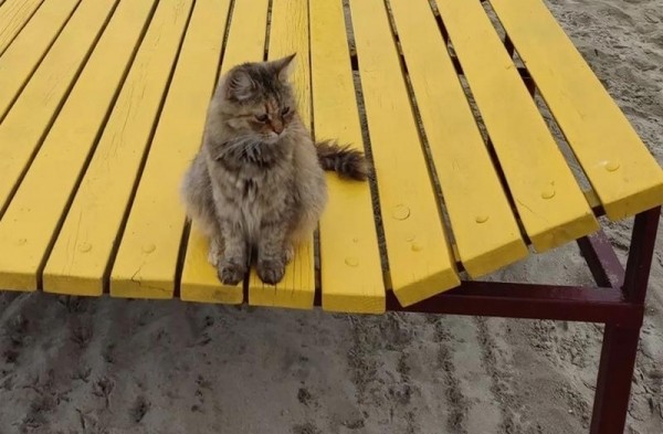 Изгнанная из супермаркета кошка стала живым талисманом пляжа в Пионерском Изгнанная из супермаркета кошка стала живым талисманом пляжа в Пионерском