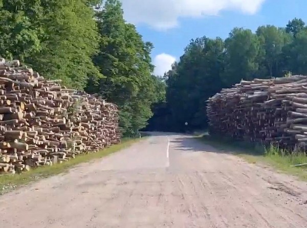 Грибник шокирован масштабом вырубки леса между Гвардейском и Правдинском Грибник шокирован масштабом вырубки леса между Гвардейском и Правдинском
