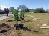 
						&laquo;Индия, Ладога и День Победы&raquo;: в сквере на Сельме высадили 150 кустов сирени (фото)			Избранное								