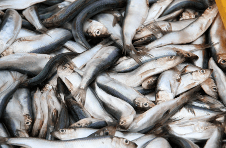 Соучредитель «Марфиша» досрочно завершил процедуру перемещения 19,8 тонны кильки Соучредитель «Марфиша» досрочно завершил процедуру перемещения 19,8 тонны кильки