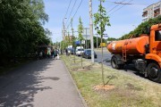 На Московском проспекте и набережной Трибуца высадили липы и вязы (фото)
На Московском проспекте и набережной Трибуца высадили липы и вязы (фото)