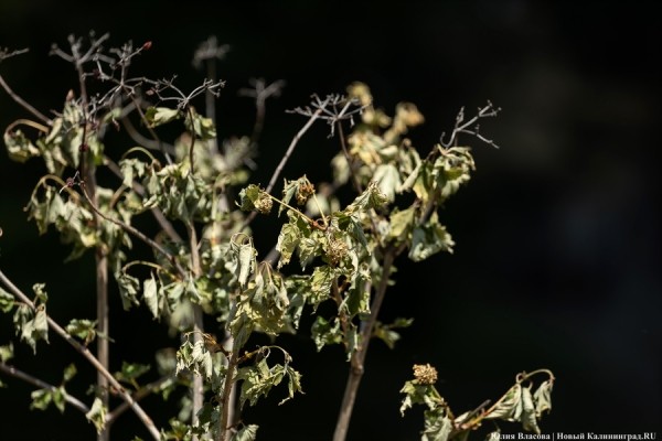 Засуха. Как это выглядит в Калининградской области (фото)