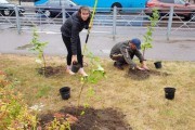 В центре Калининграда высадили 79 кустов сирени (фото)
В центре Калининграда высадили 79 кустов сирени (фото)