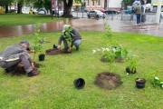 В центре Калининграда высадили 79 кустов сирени (фото)
В центре Калининграда высадили 79 кустов сирени (фото)