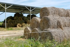 
						&laquo;На паровозе по полю&raquo;: под Зеленоградском открыли сафари-парк с необычными коровами (фото)			Избранное								