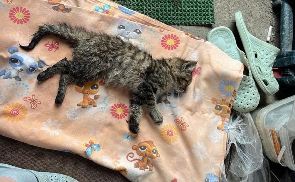 Чкаловск всем миром спасает обездвиженного котёнка Валеру