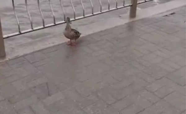 В Зеленоградске ищут лишённую утят утку В Зеленоградске ищут лишённую утят утку