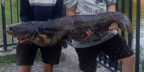 В Нижнем пруду дети поймали 8-килограммового сома В Нижнем пруду дети поймали 8-килограммового сома